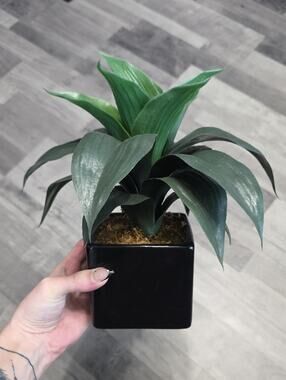 Green Faux Potted Plant in Black Ceramic Planter